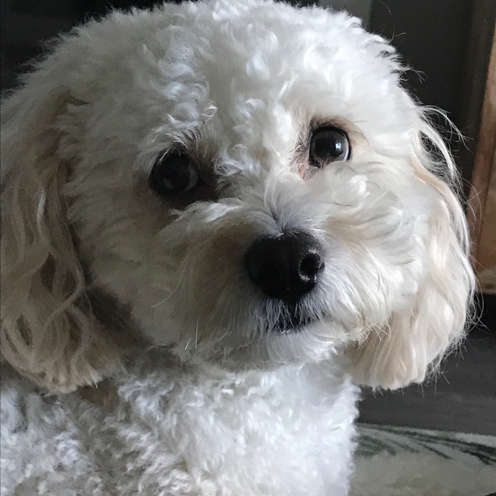 Meet your Posher, Andrea